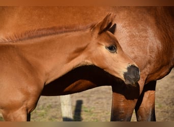 German Sport Horse, Mare, Foal (05/2023), 16.2 hh, Chestnut