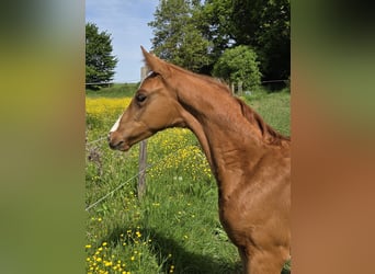 German Sport Horse, Mare, Foal (03/2026), 16.2 hh, Chestnut-Red
