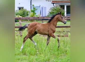 Deutsches Sportpferd, Stute, Fohlen (05/2024), 16,2 hh