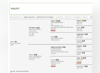 Deutsches Sportpferd, Stute, Fohlen (05/2024), 16,2 hh