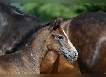German Sport Horse, Mare, Foal (05/2026), 16.2 hh, Grey