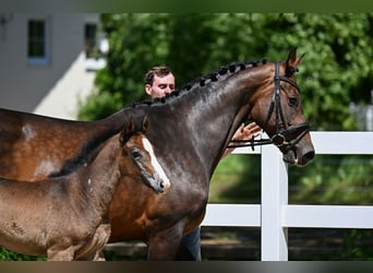 German Sport Horse, Mare, Foal (05/2026), 16.2 hh, Grey