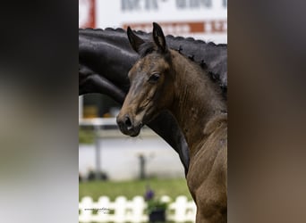 German Sport Horse, Mare, Foal (03/2025), 16 hh, Bay-Dark