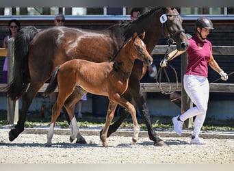 German Sport Horse, Mare, Foal (06/2026), 16 hh, Bay-Dark