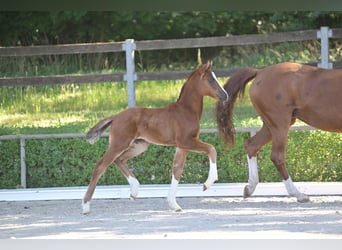 German Sport Horse, Mare, Foal (04/2025), 16 hh, Chestnut