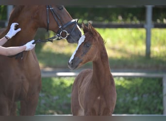 German Sport Horse, Mare, Foal (04/2025), 16 hh, Chestnut