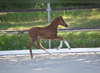 German Sport Horse, Mare, Foal (04/2025), 16 hh, Chestnut