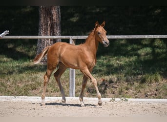 German Sport Horse, Mare, Foal (05/2026), 16 hh, Chestnut-Red