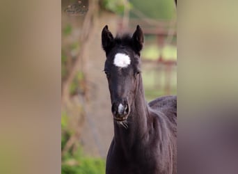 German Sport Horse, Mare, , 16 hh, Gray-Dark-Tan