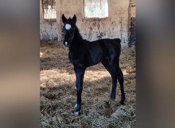 German Sport Horse, Mare, , 16 hh, Gray-Dark-Tan