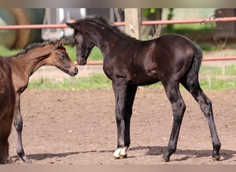 German Sport Horse, Mare, Foal (03/2025), 16 hh, Grey-Dark-Tan