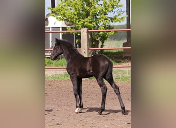German Sport Horse, Mare, Foal (03/2025), 16 hh, Grey-Dark-Tan
