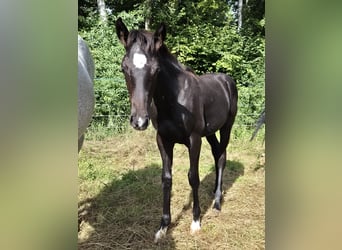 German Sport Horse, Mare, Foal (03/2025), 16 hh, Grey-Dark-Tan