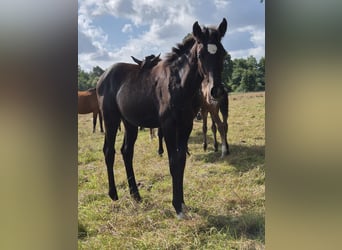 German Sport Horse, Mare, Foal (03/2025), 16 hh, Grey-Dark-Tan