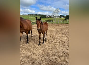 German Sport Horse, Mare, Foal (05/2025), 16,1 hh, Brown