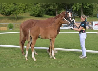 German Sport Horse, Mare, Foal (05/2025), 16,1 hh, Chestnut-Red