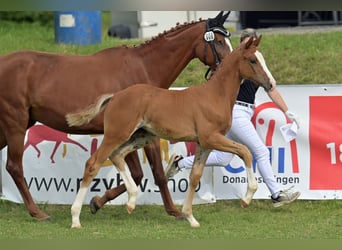 German Sport Horse, Mare, Foal (05/2025), 16,1 hh, Chestnut-Red