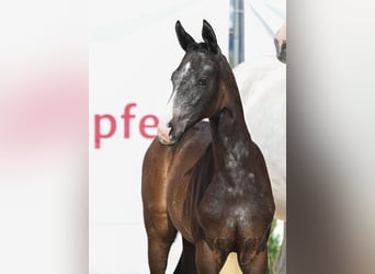 German Sport Horse, Mare, , 16,1 hh, Gray