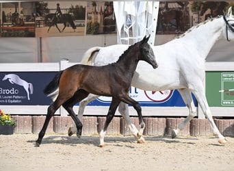 German Sport Horse, Mare, , 16,1 hh, Gray