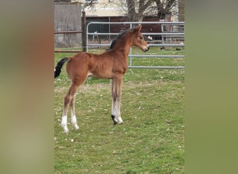 German Sport Horse, Mare, Foal (03/2026), 16,2 hh, Bay-Dark