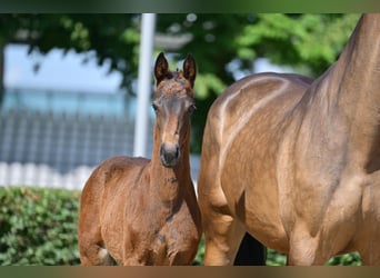 German Sport Horse, Mare, Foal (03/2025), 16,2 hh, Bay-Dark
