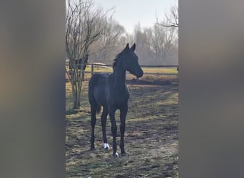 German Sport Horse, Mare, Foal (05/2025), 16,2 hh, Black
