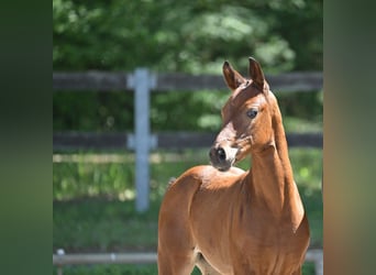 German Sport Horse, Mare, , 16,2 hh, Brown