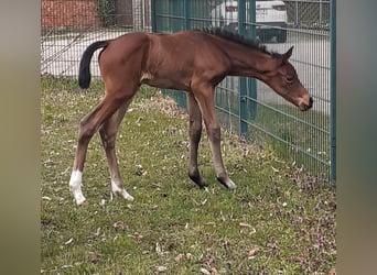 German Sport Horse, Mare, , 16,2 hh, Brown