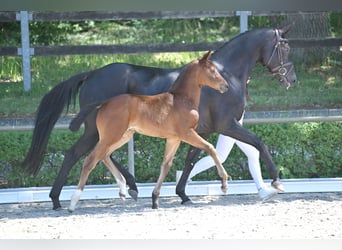 German Sport Horse, Mare, , 16,2 hh, Brown