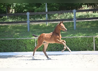 German Sport Horse, Mare, , 16,2 hh, Brown