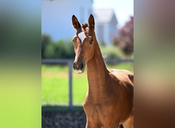 German Sport Horse, Mare, Foal (04/2025), 16,2 hh, Brown