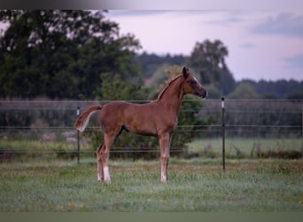 German Sport Horse, Mare, Foal (05/2025), 16,2 hh, Chestnut