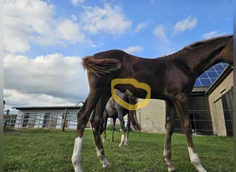 German Sport Horse, Mare, Foal (05/2025), 16,2 hh, Chestnut