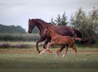 German Sport Horse, Mare, Foal (05/2025), 16,2 hh, Chestnut