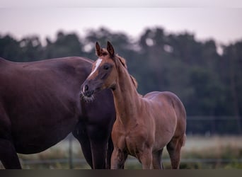 German Sport Horse, Mare, Foal (05/2025), 16,2 hh, Chestnut