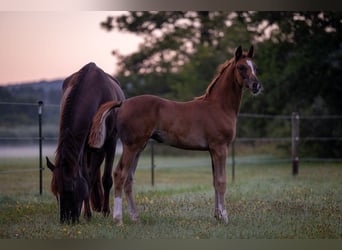 German Sport Horse, Mare, Foal (05/2025), 16,2 hh, Chestnut