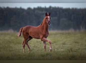 German Sport Horse, Mare, Foal (05/2025), 16,2 hh, Chestnut
