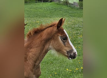 German Sport Horse, Mare, , 16,2 hh, Chestnut