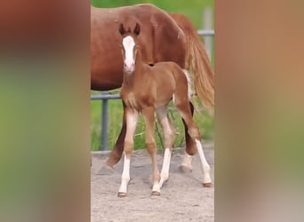 German Sport Horse, Mare, , 16,2 hh, Chestnut