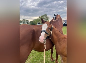 German Sport Horse, Mare, Foal (05/2025), 16,2 hh, Chestnut