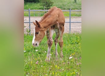 German Sport Horse, Mare, , 16,2 hh, Chestnut