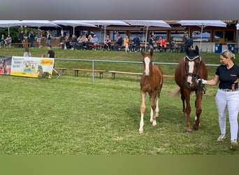 German Sport Horse, Mare, Foal (05/2025), 16,2 hh, Chestnut
