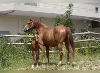 German Sport Horse, Mare, , 16,2 hh, Chestnut-Red