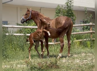 German Sport Horse, Mare, , 16,2 hh, Chestnut-Red