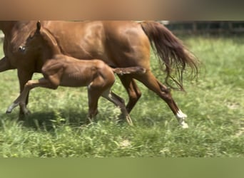 German Sport Horse, Mare, , 16,2 hh, Chestnut-Red