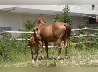 German Sport Horse, Mare, , 16,2 hh, Chestnut-Red