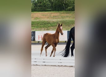 German Sport Horse, Mare, Foal (04/2025), 16,2 hh, Chestnut-Red
