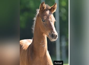 German Sport Horse, Mare, Foal (04/2025), 16,2 hh, Smoky-Black