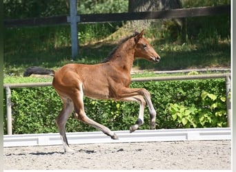 German Sport Horse, Mare, Foal (04/2025), 16,2 hh, Smoky-Black