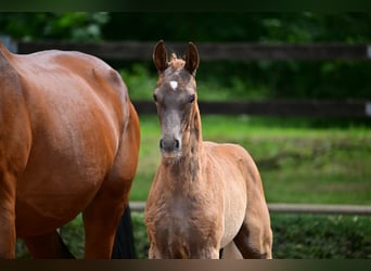 German Sport Horse, Mare, Foal (04/2024), 17 hh, Chestnut